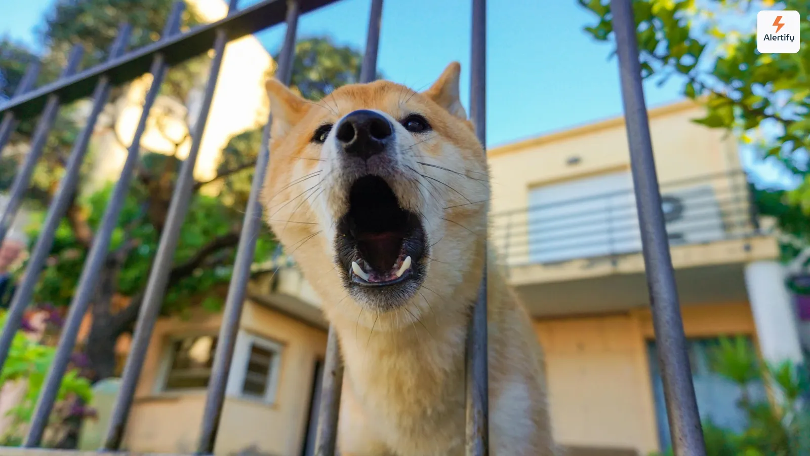 Cão a ladrar entre as grades de uma vedação em frente a uma moradia